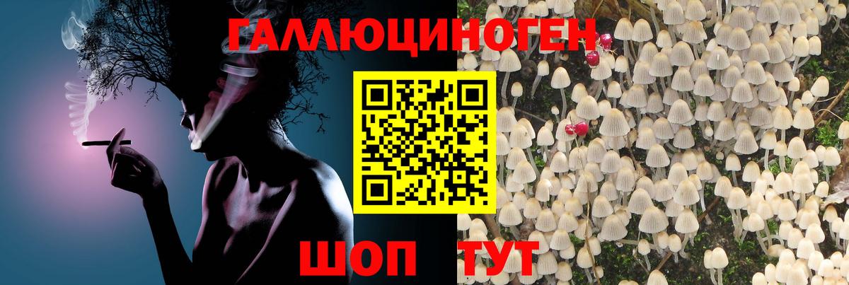 Псилоцибиновые грибы Psilocybe Нарткала
